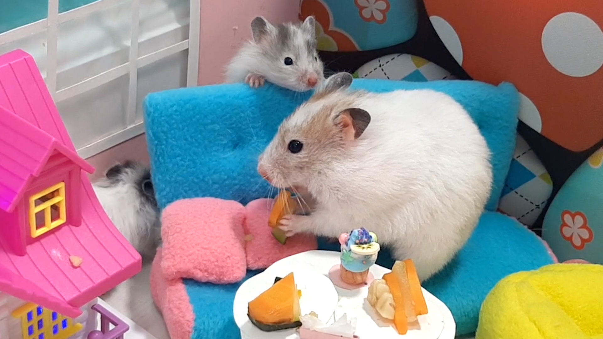 Канал хомяк. Канал хомяк. Детский канал хомки. Хомячки с канала wiki лаки как их зовут. Канал хомяков.