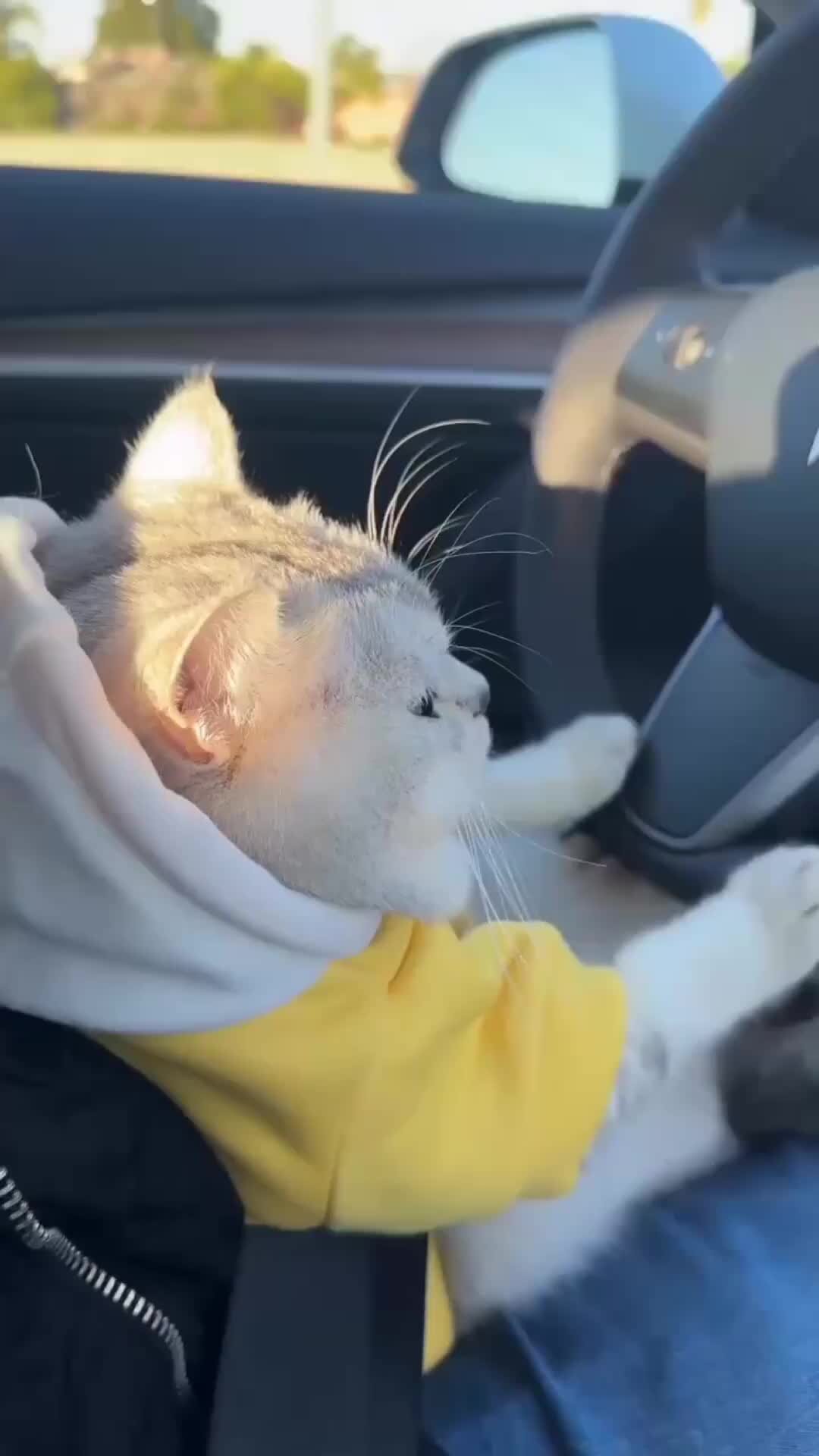 Кот за рулем мем