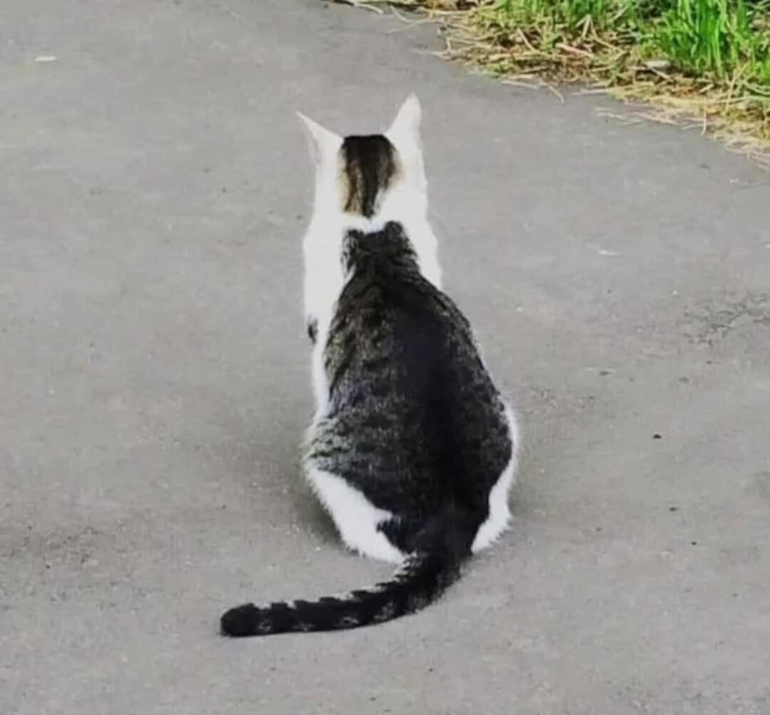 Кот сидит вид сзади