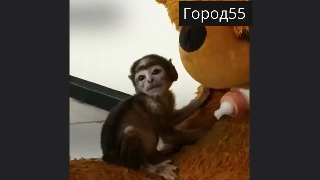 Сердце кровью обливается, когда смотришь, как эта малышка прижимается к ...