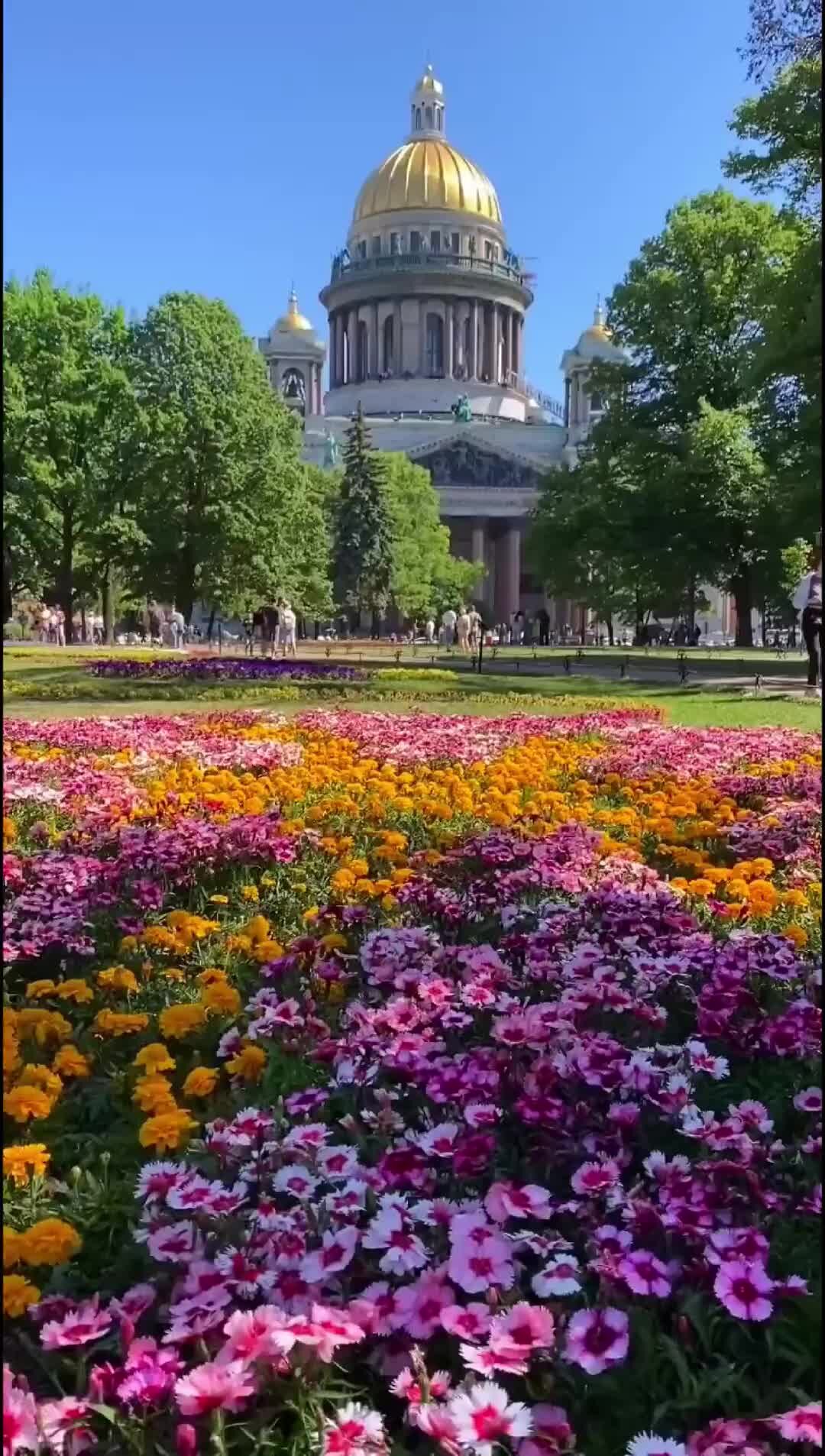 Цветущий Петербург