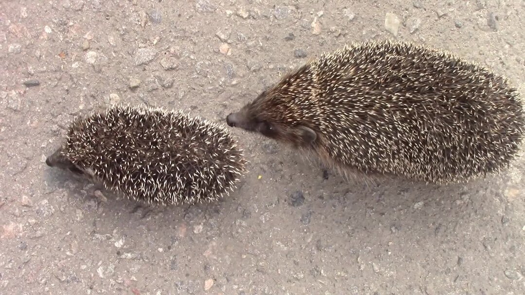 Ежик. Ежик бегает. Еж бежит. Ежик бежит. Ежик который быстро бегает.