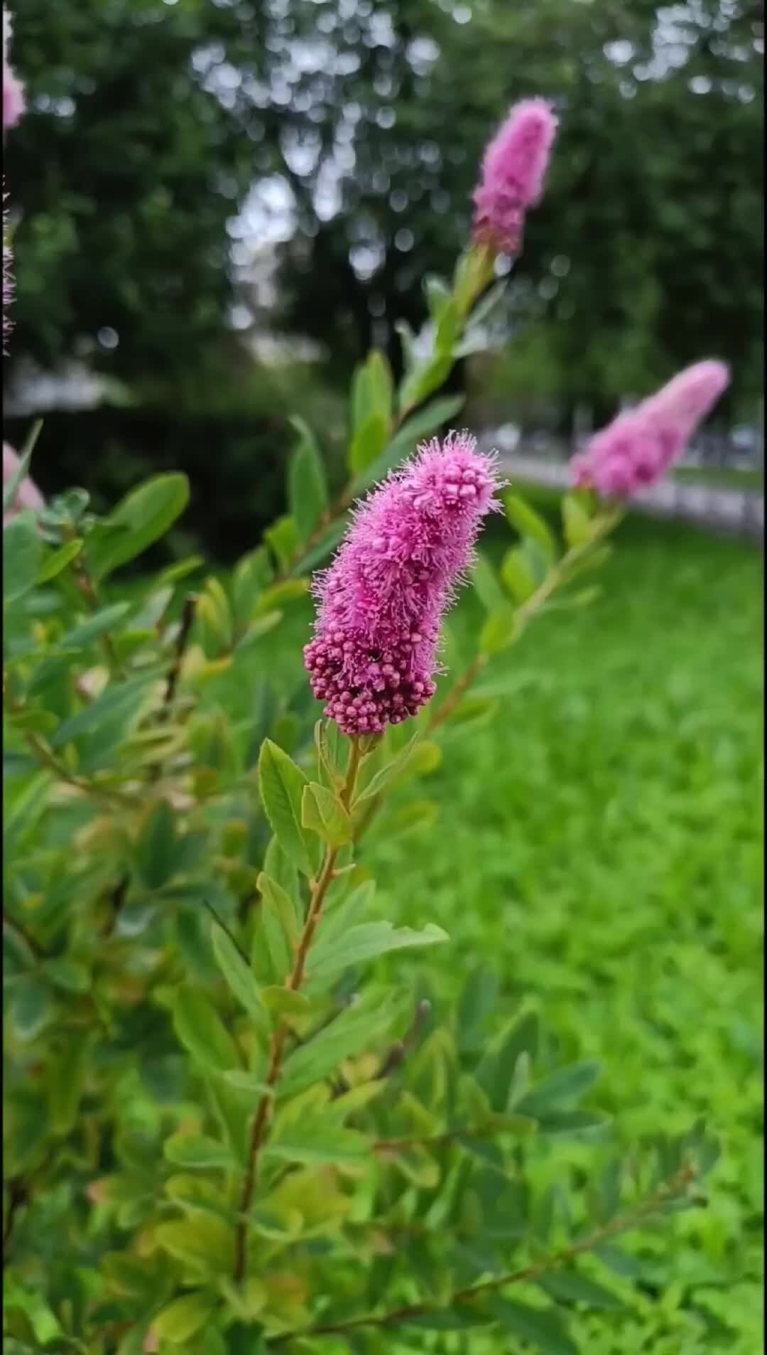 Спирея метельчатая