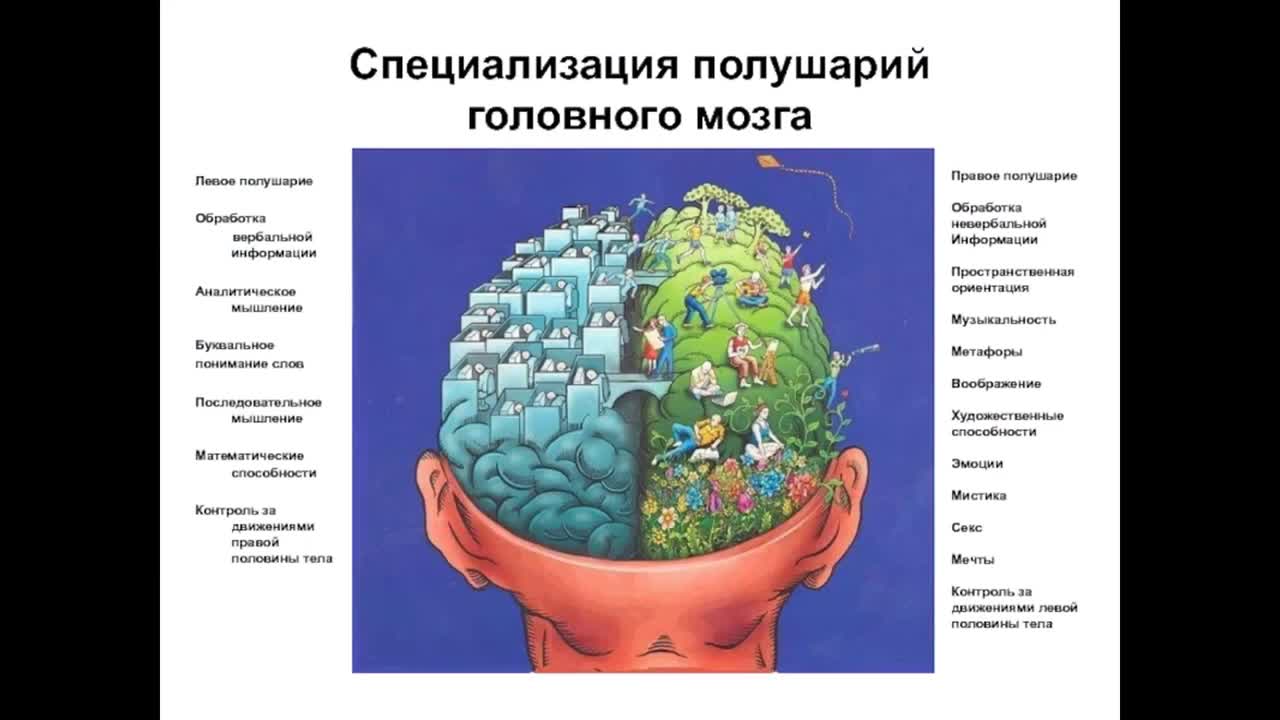 Правом полушарии. Специализация полушарий головного мозга. Сферы специализации левого и правого полушарий головного мозга. Специализация правого полушария. Специализация левого полушария.