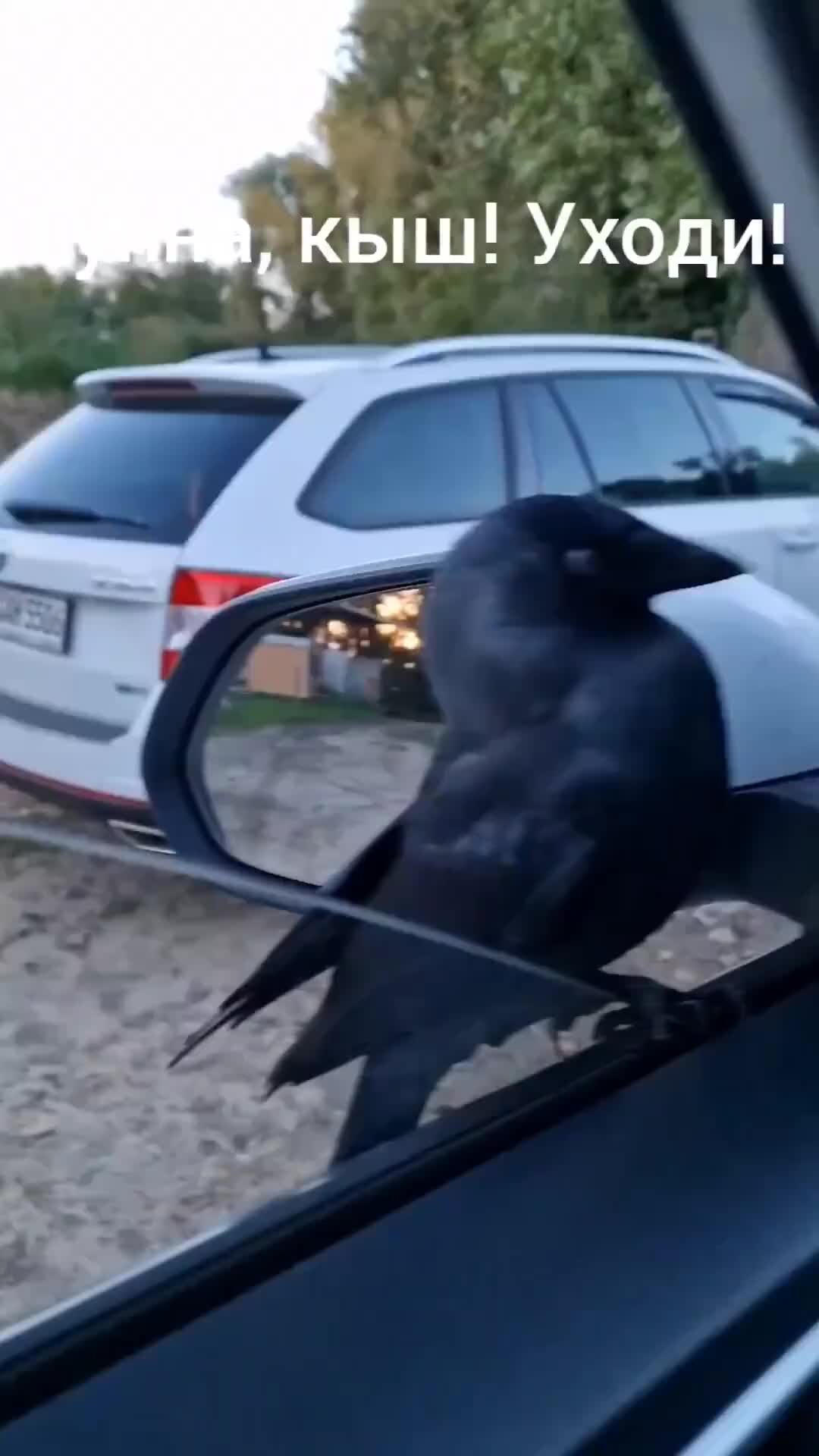Видео про ворону прикол