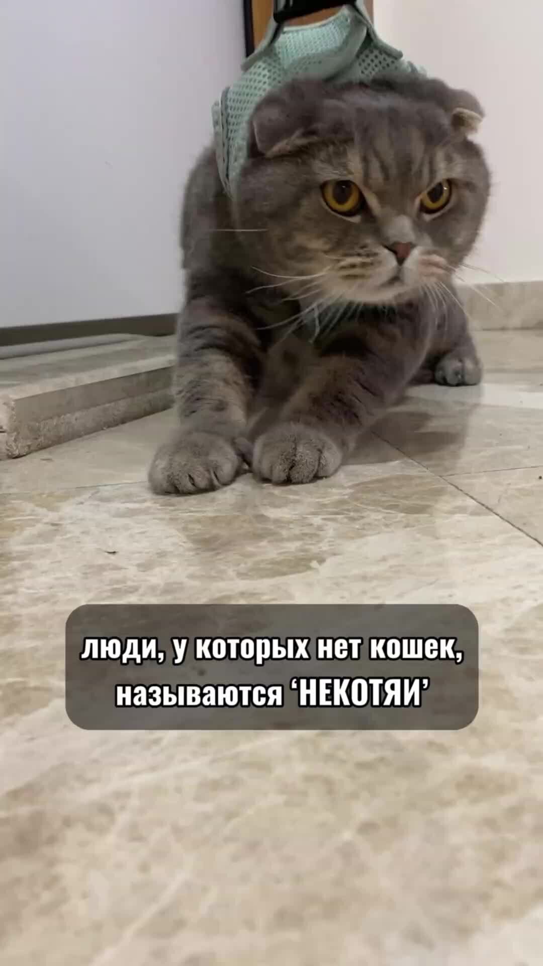 Ты нравишься маме кошкина. Некотяи. Люди у которых нет кота некотяи. Картинка некотяи люди у которых. Люди у которых нет кота некотяи картинки.