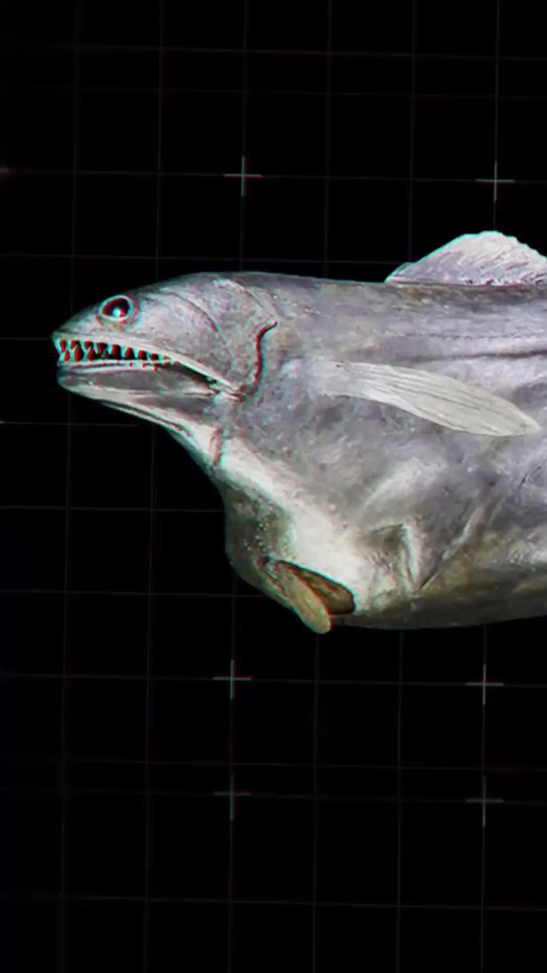 Как выглядит рыба живоглот Zoo of Facts Очень жадная рыба Дзен