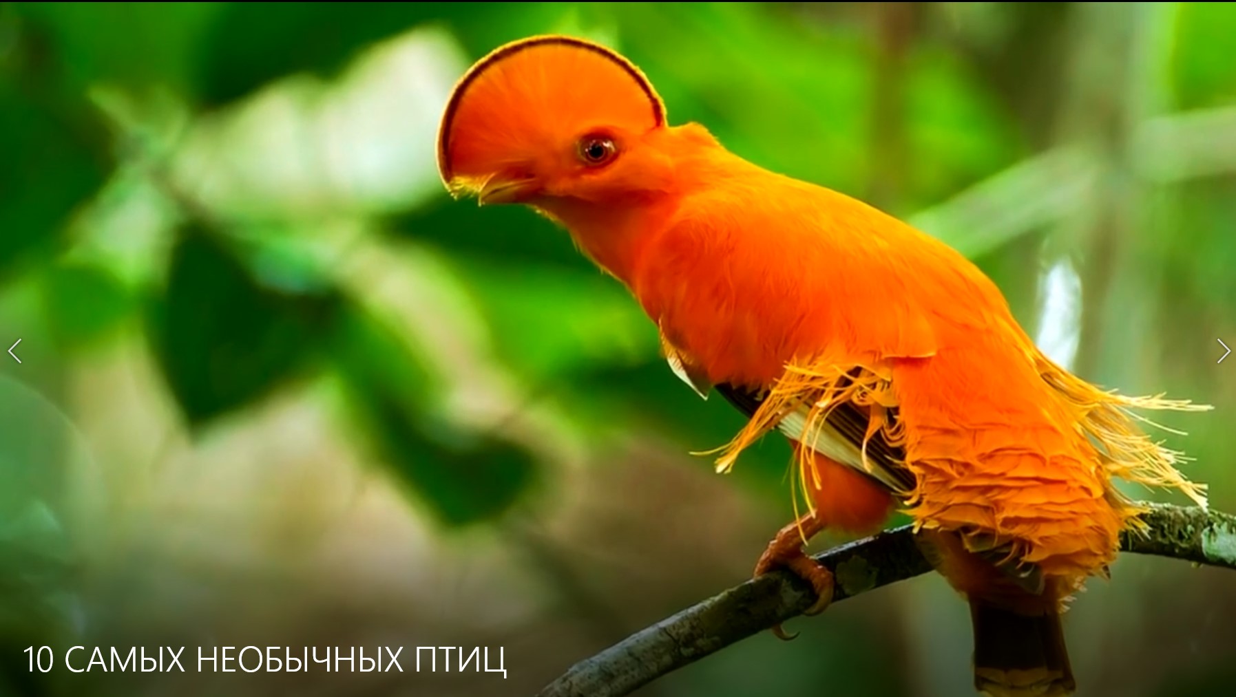 Птицы в южной америке