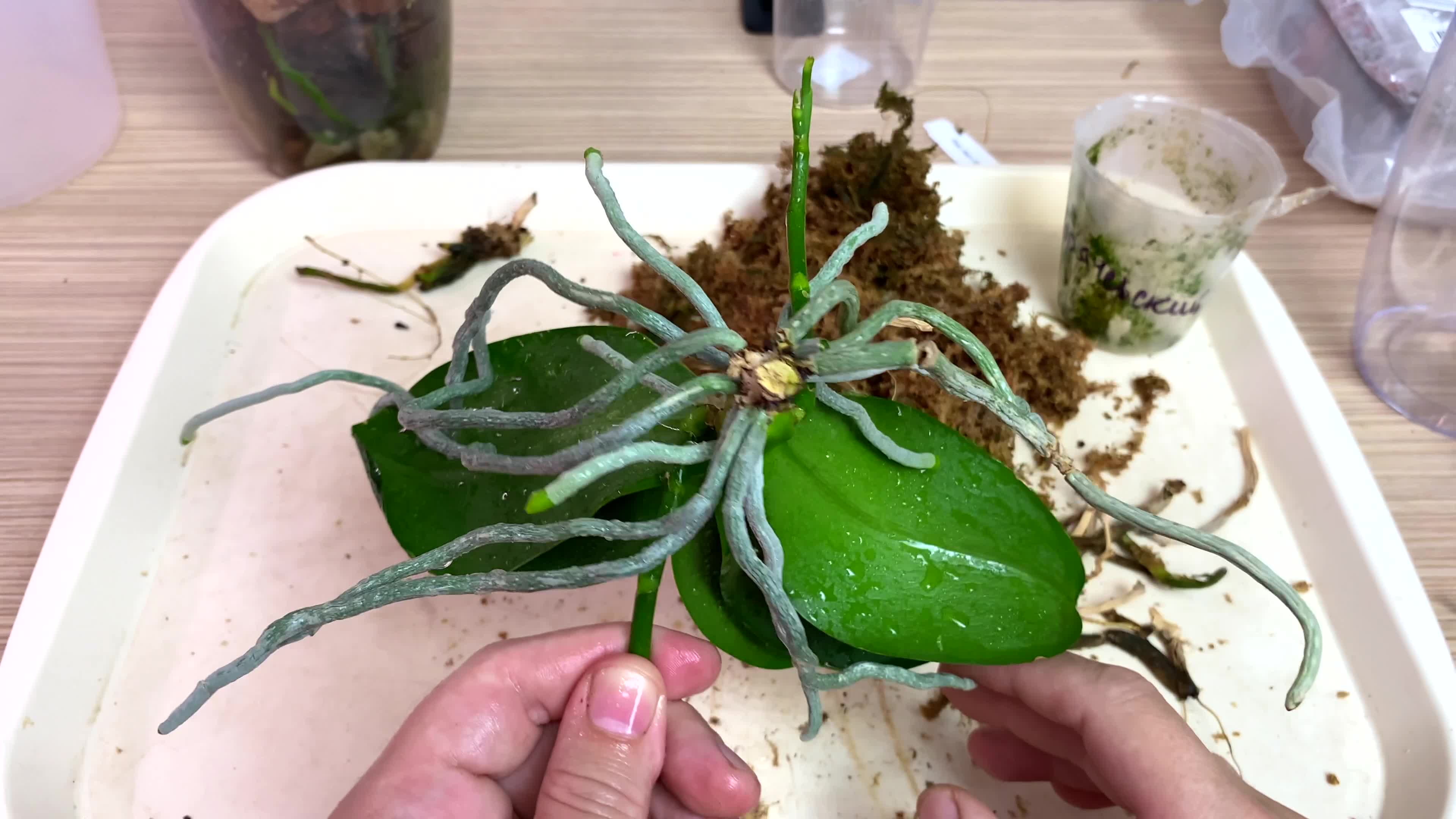 орхидея корень зла примета. орхидея корень зла примета. фаленопсис орхидея корневище. клещ на корнях орхидеи. орхидеи корни торчат из горшка.