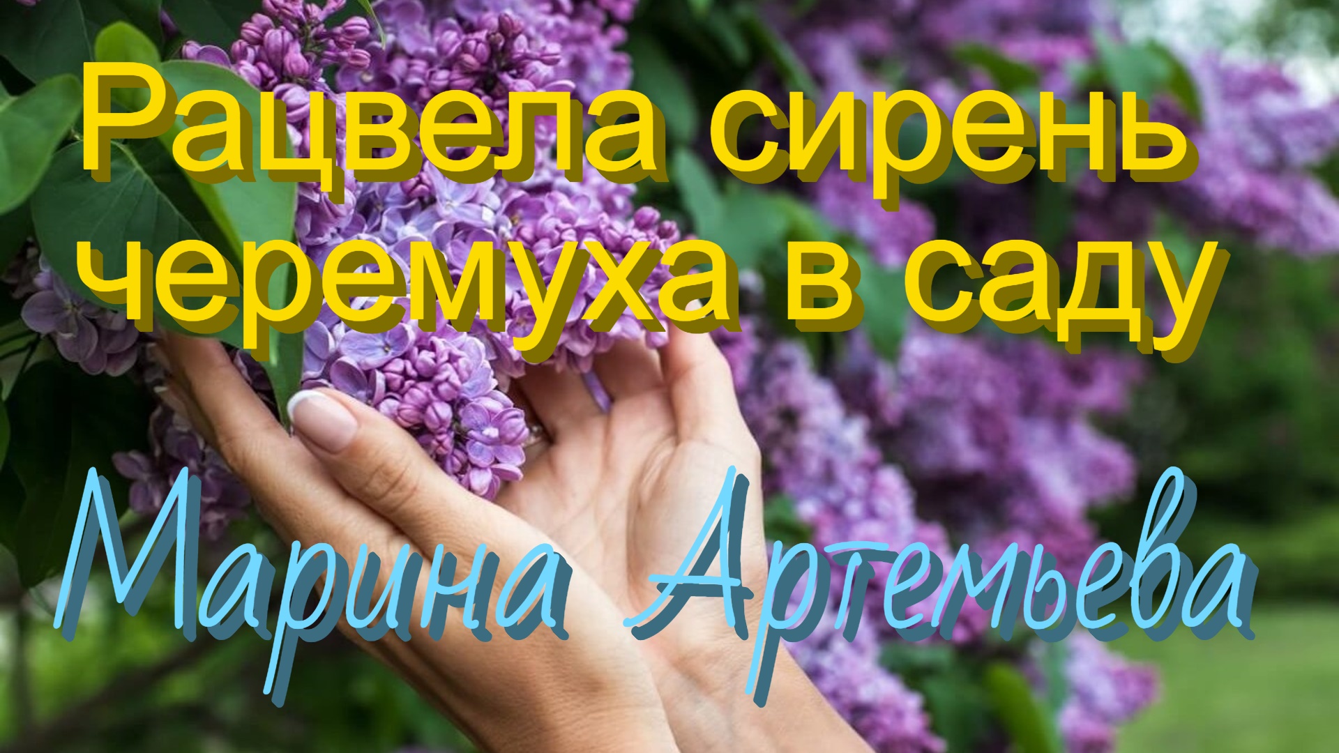Черемуха и яблоня. Песню расцвела черемуха в саду. Черёмуха душистая. Сирень черемуха в саду. Гроздья черемухи.