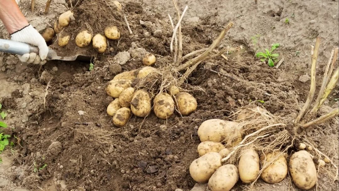 Подготовка картофеля к ранению. Подготовка картофеля к посадке весной в домашних