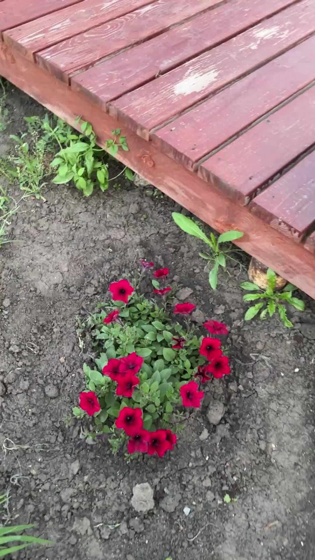 Тайдал ред велюр фото и описание