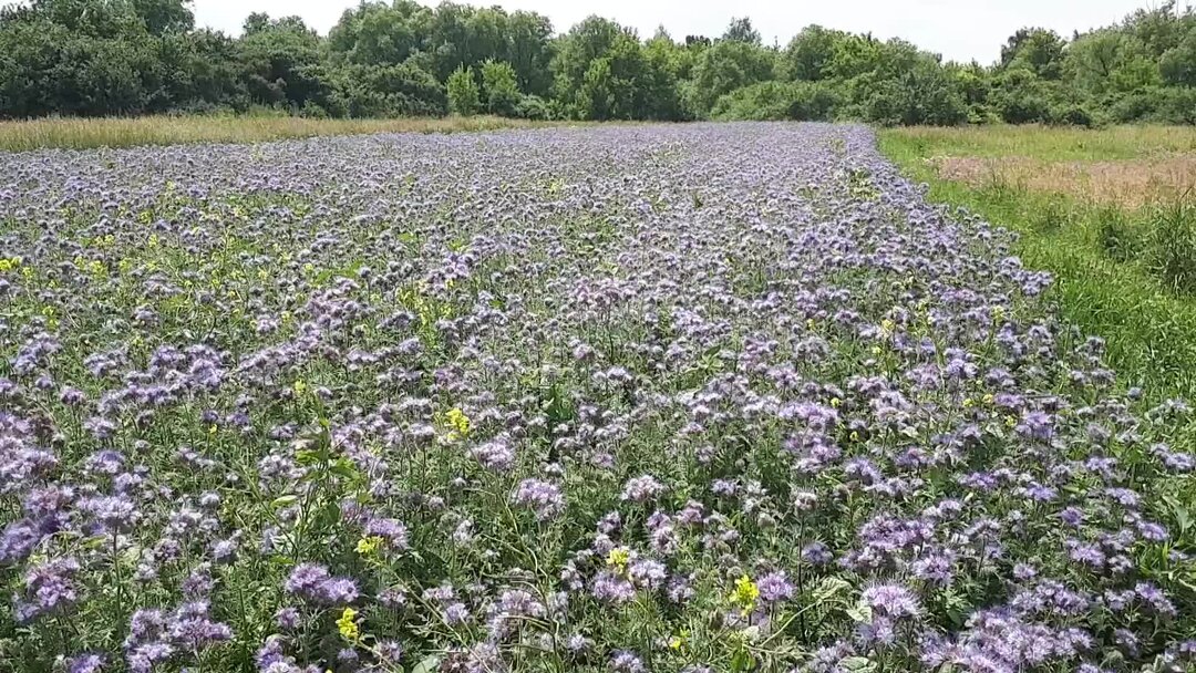 Фацелия Боландера