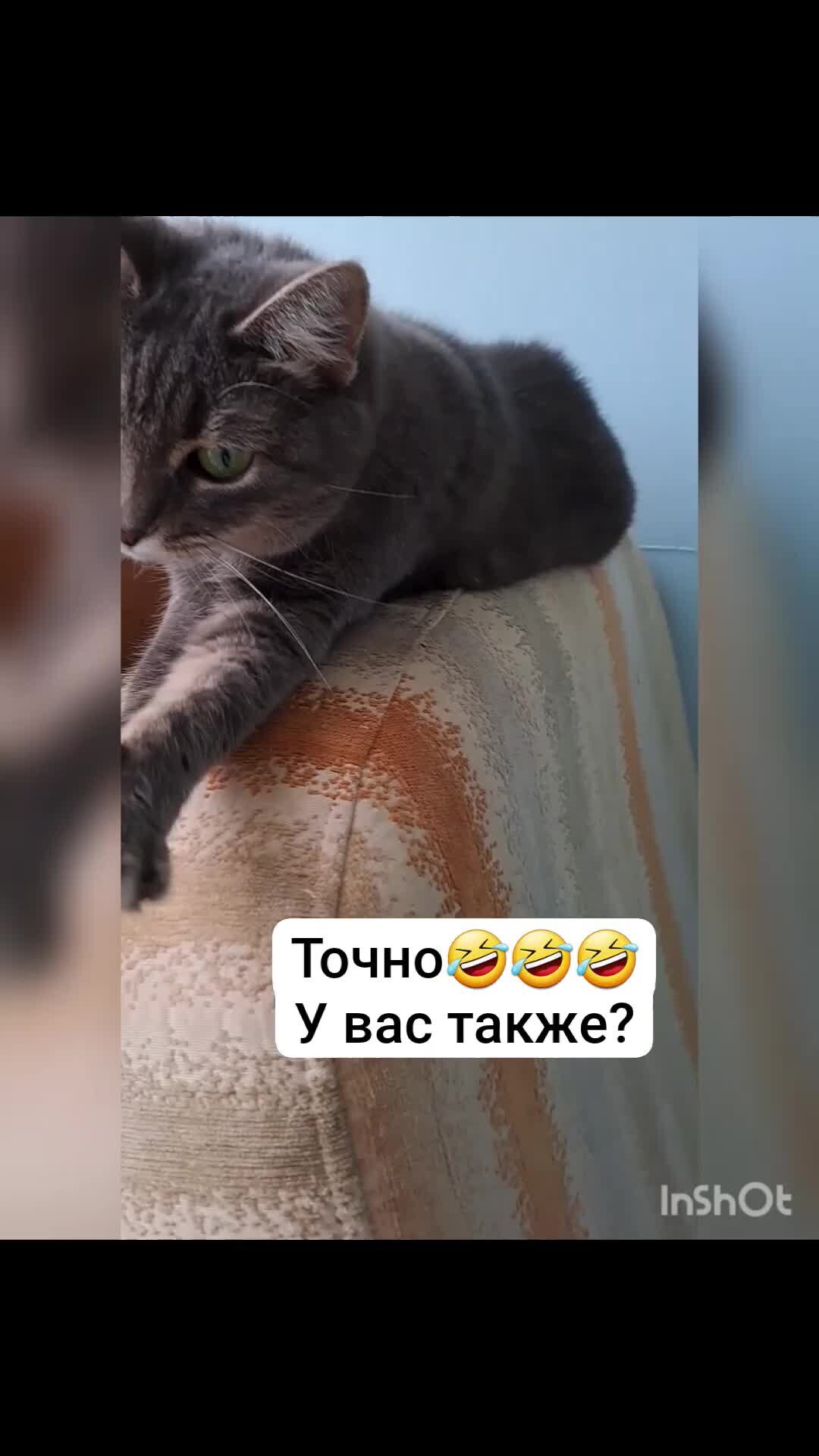 Хозяйка Мопса, кота и кошки🐕🐈 | А у вас тоже так бывает? У меня  часто🤣🤣🤣 #юмор #кошки #коты #смешные видео | Дзен