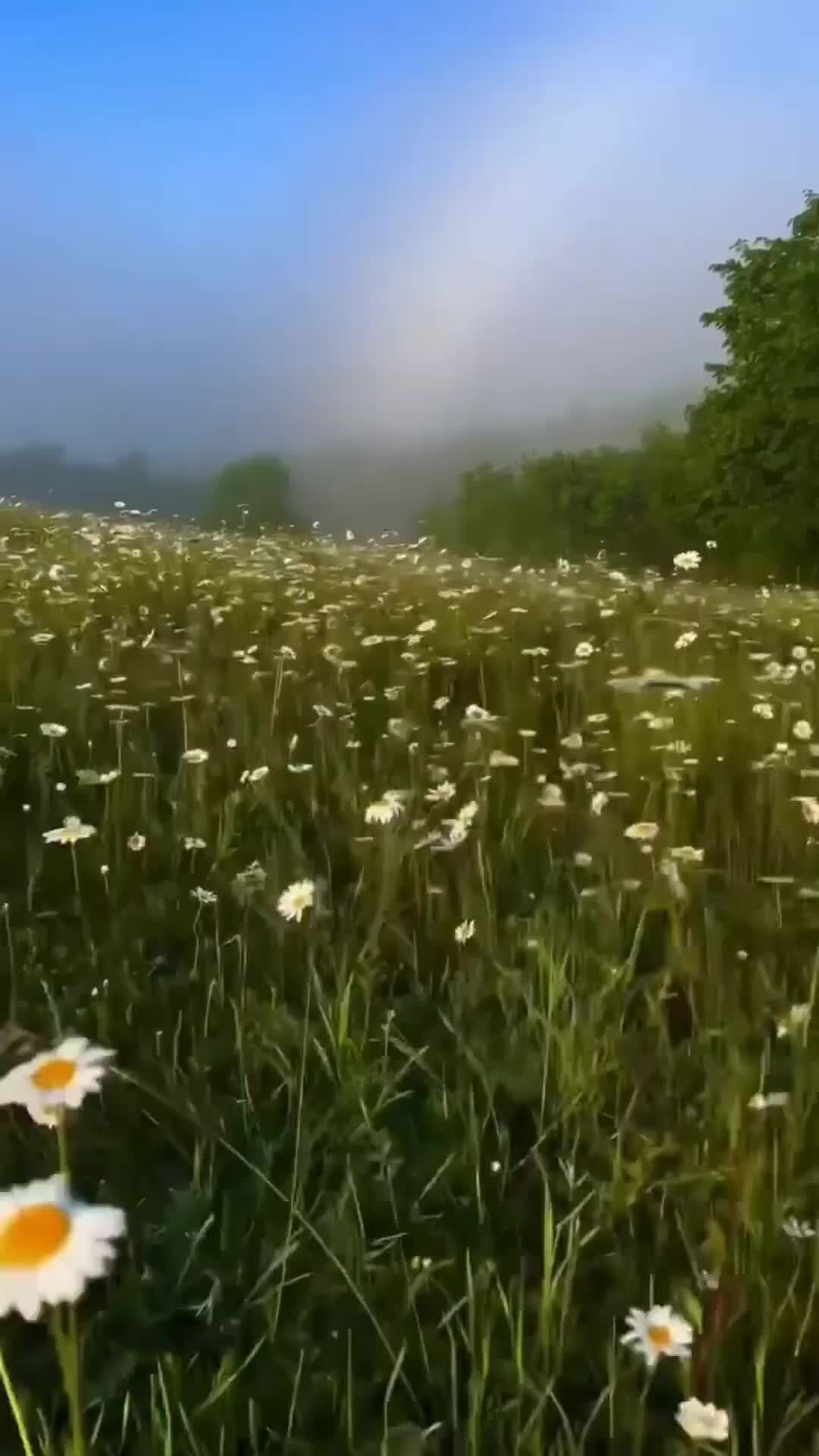 Ромашковое поле