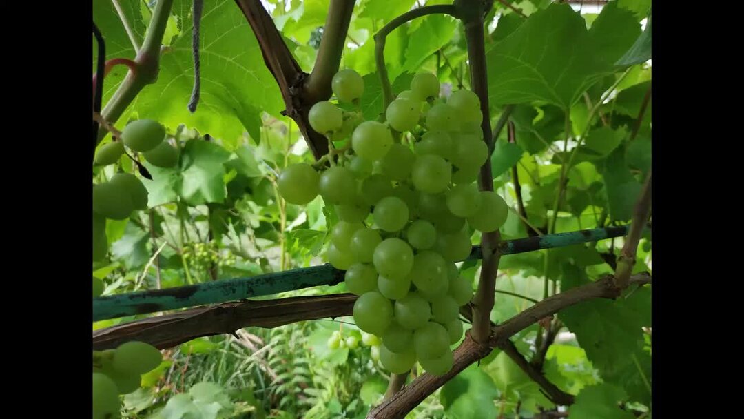 Самый ранний виноград. Виноград. Виноградная лоза. Абхазия ранний виноград. Винный виноград в июле.