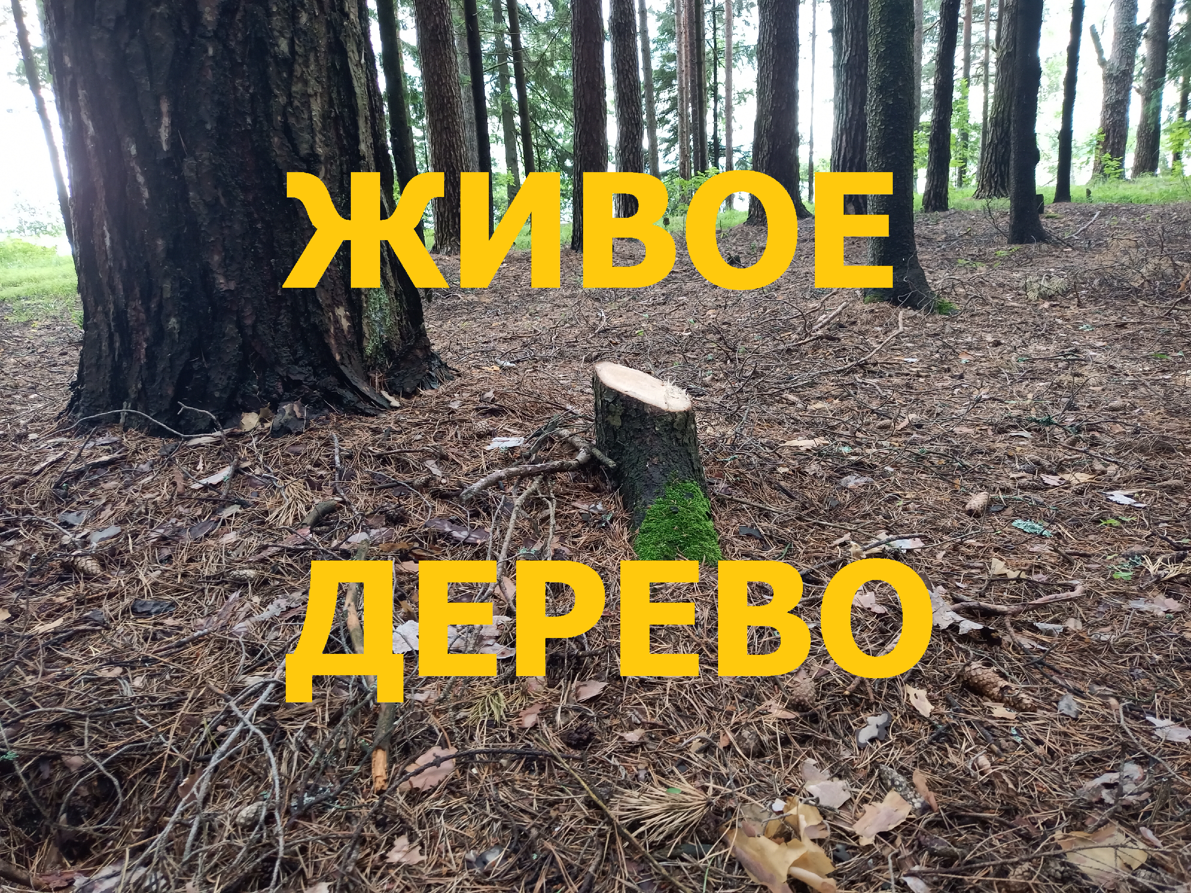 Почему рубят деревья