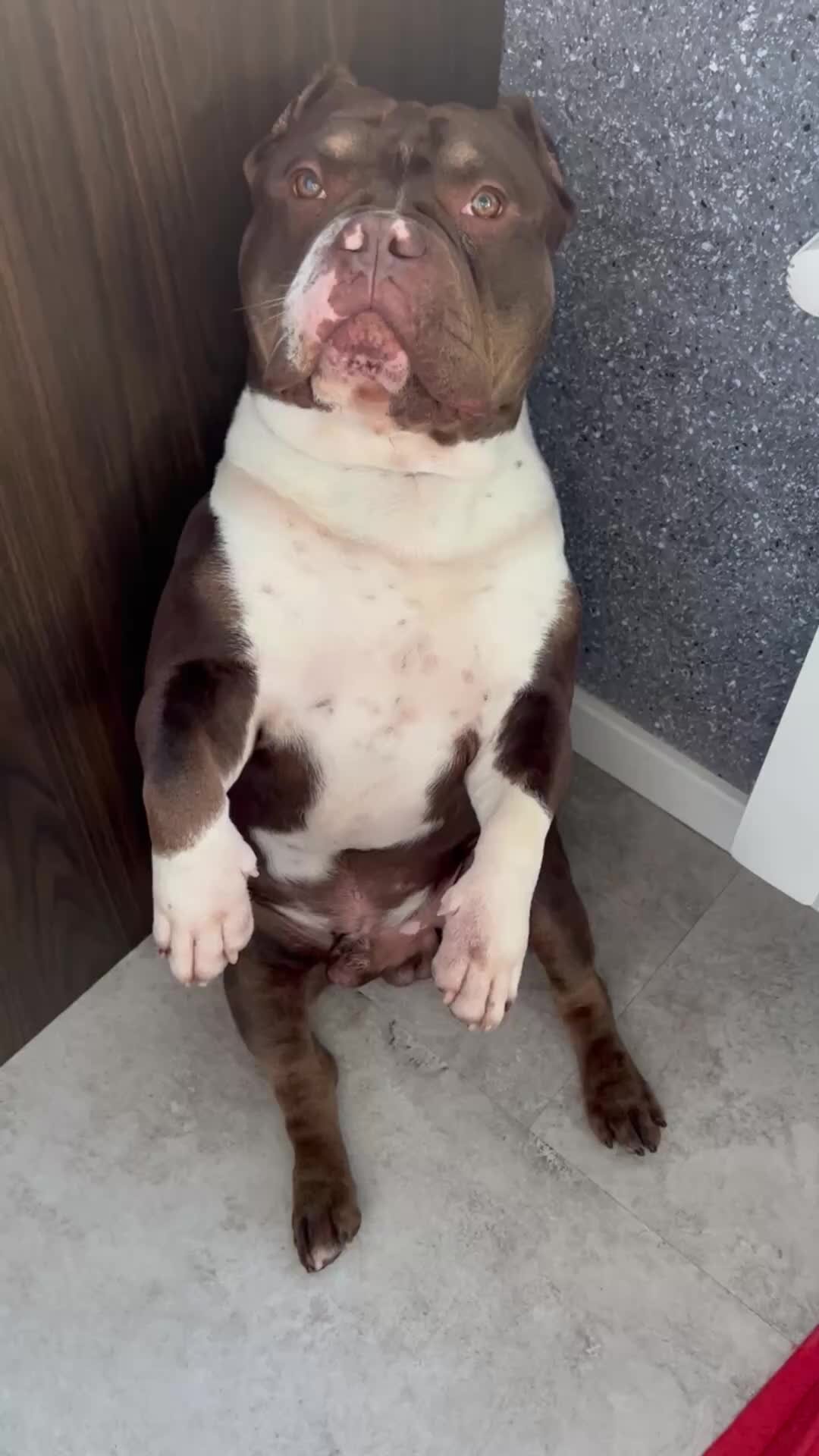 Булли покет щенок. В барвихе амбулли загрыз собаку. Булли ххл. Питбуль собака. Собака насмерть загрызла ребенка.