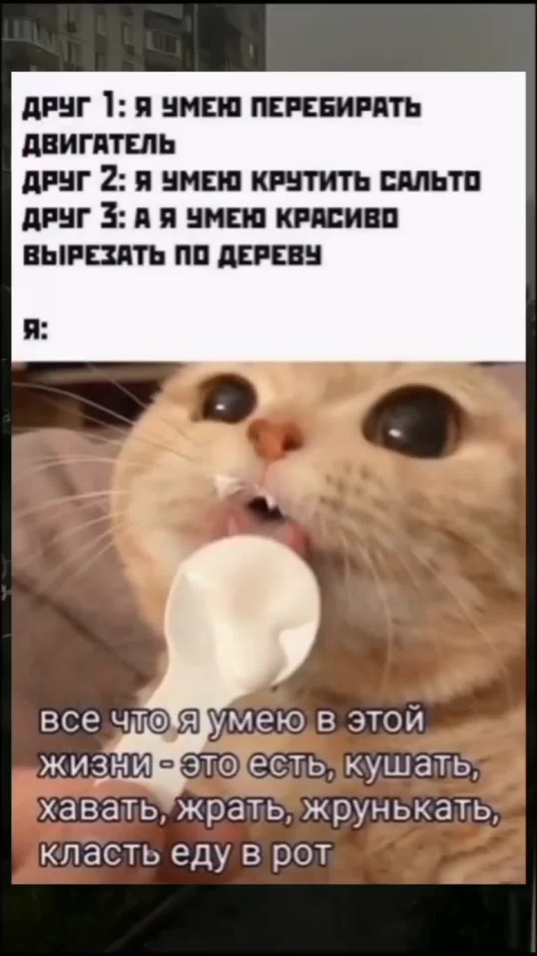 Memes_Inside | #котики#кот#дзен#мем#еда | Дзен