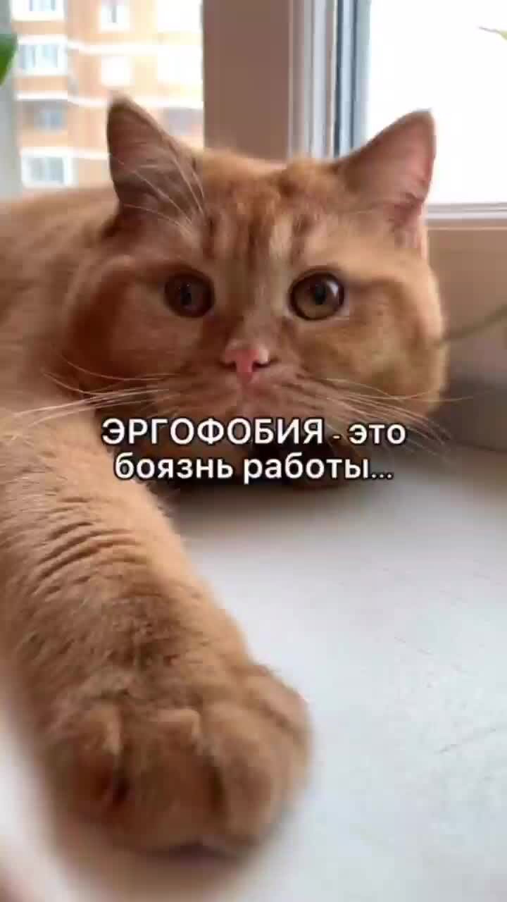 Эргофобия что. Эргофобия. Эргофобия боязнь. Эргофобия боязнь работы