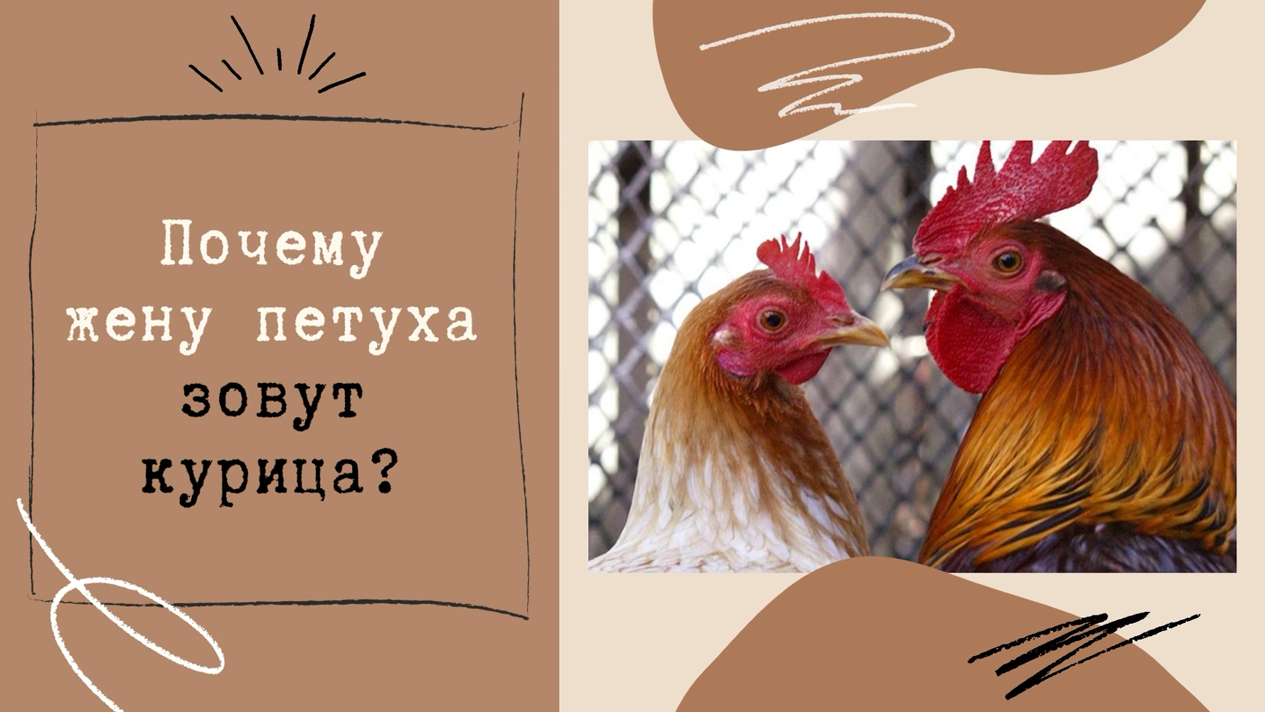 Жен петух