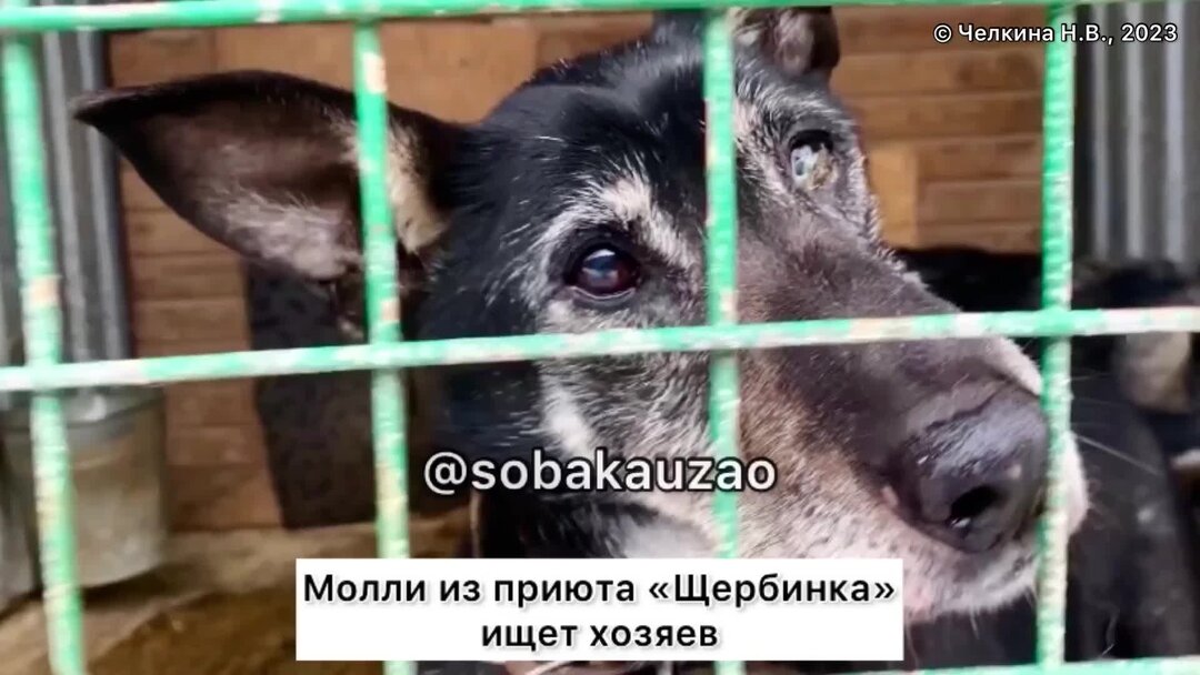 Щербинский приют для собак. Собачий приют ул брусилова. Приют для бездомных животных щербинка юзао. Приют щербинка. Приют для собак щербинка.