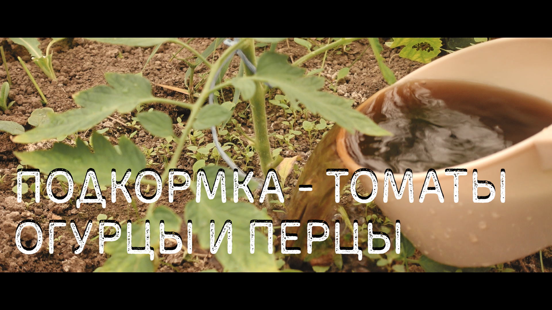 Урожайный огород огурцы обрезка. Дрожжи для помидор. Подкормка для помидоров в открытом грунте. Подкормка помидор дрожжами. Подкормка для помидоры и огурцы.