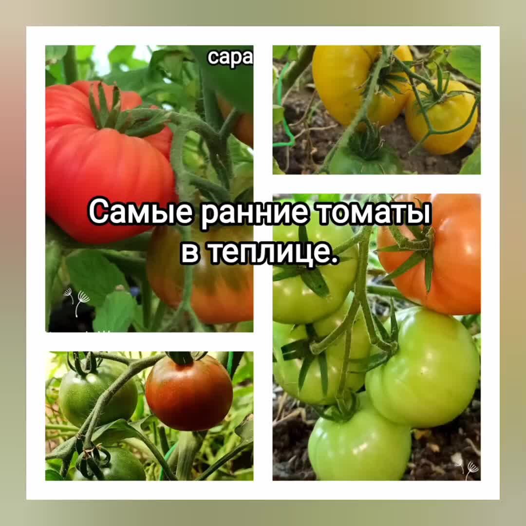 томаты ф1 для теплиц красные. томат кураж f1. самые ранние томаты для теплиц. томат детерминантные сорта для урала. помидоры ранние сорта низкорослые для открытого.