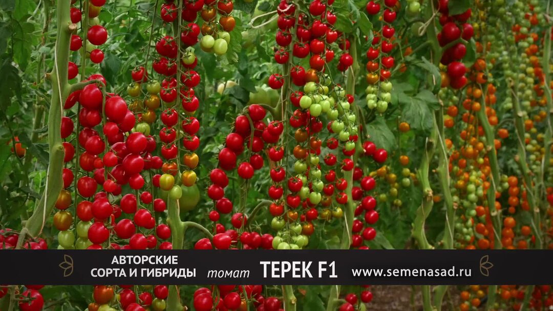 Томат терек f1. Описание томата терек. Семена томатов терек. Черри терек f1. Терек помидоры черри.