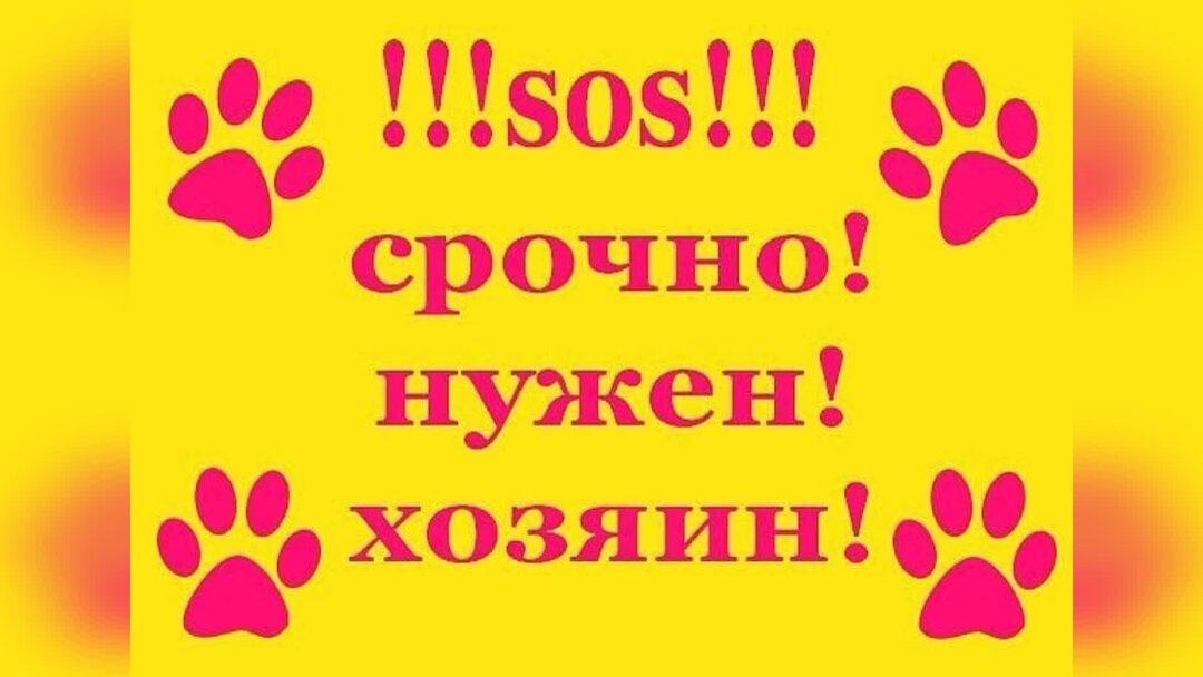 Ищу хозяина. Срочно нужен дом. Срочно нужен дом собаке. Щенкам нужен дом. Срочно ищем дом.