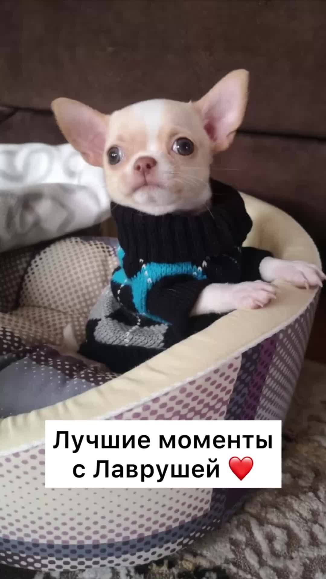 Доброе утро с чихуахуа картинки