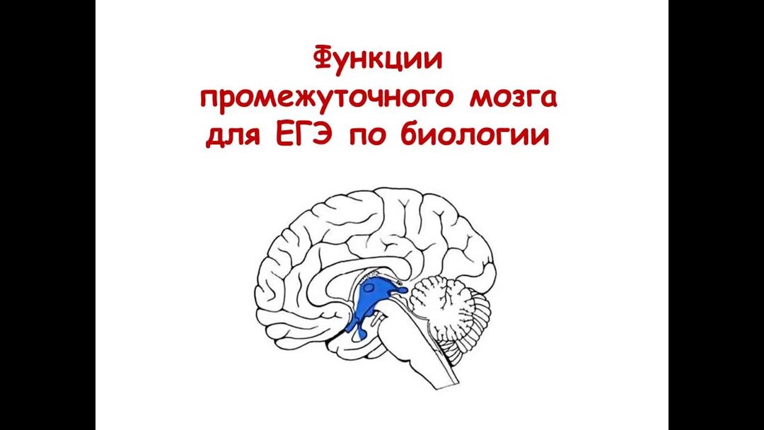 Промежуточный мозг ЕГЭ. Функцыиипромежуточного мозга. Подбугорная область мозга. Функции промежуточного мозга 8 класс биология.