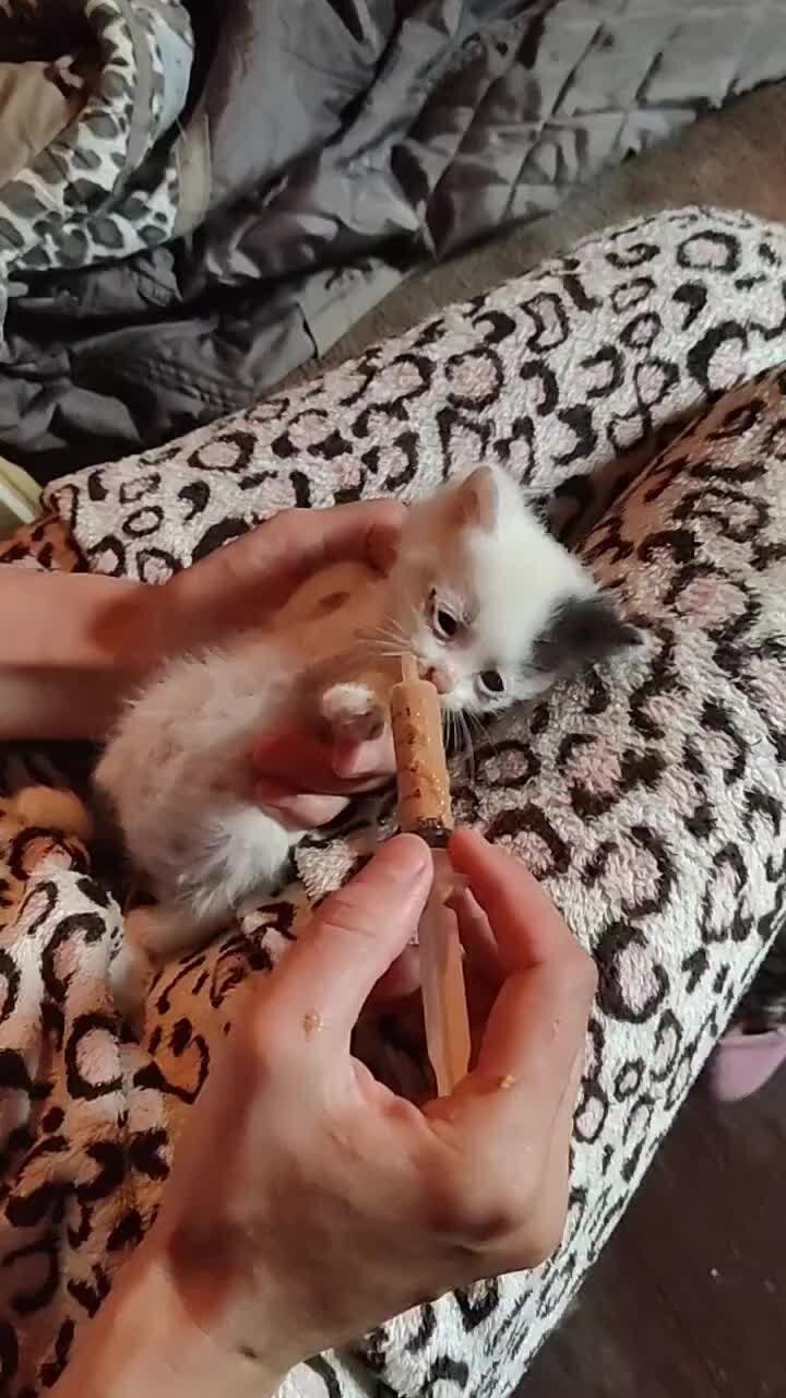 Пикабу animalrescueed
