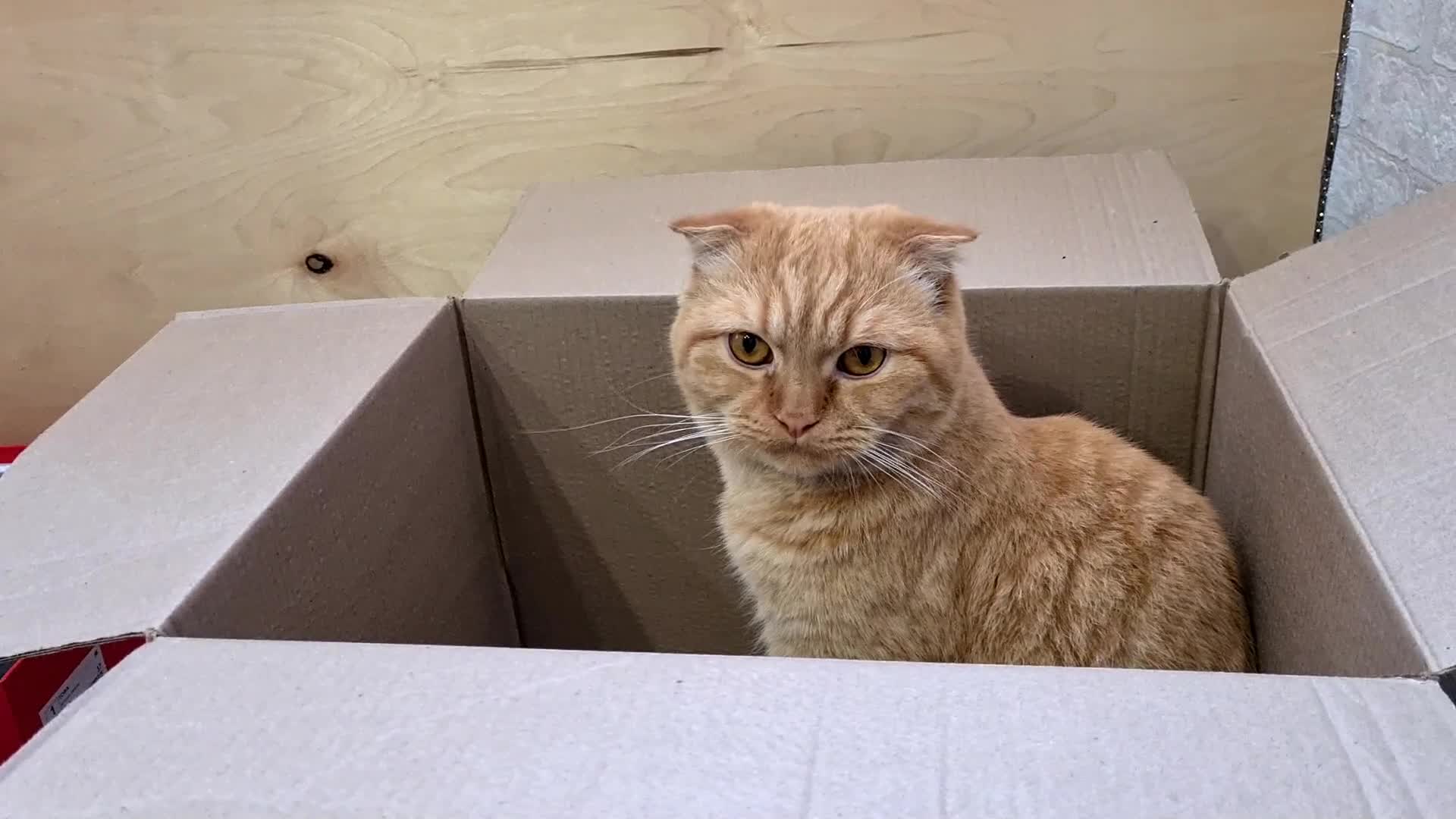 Распаковка кот. Распаковка кот