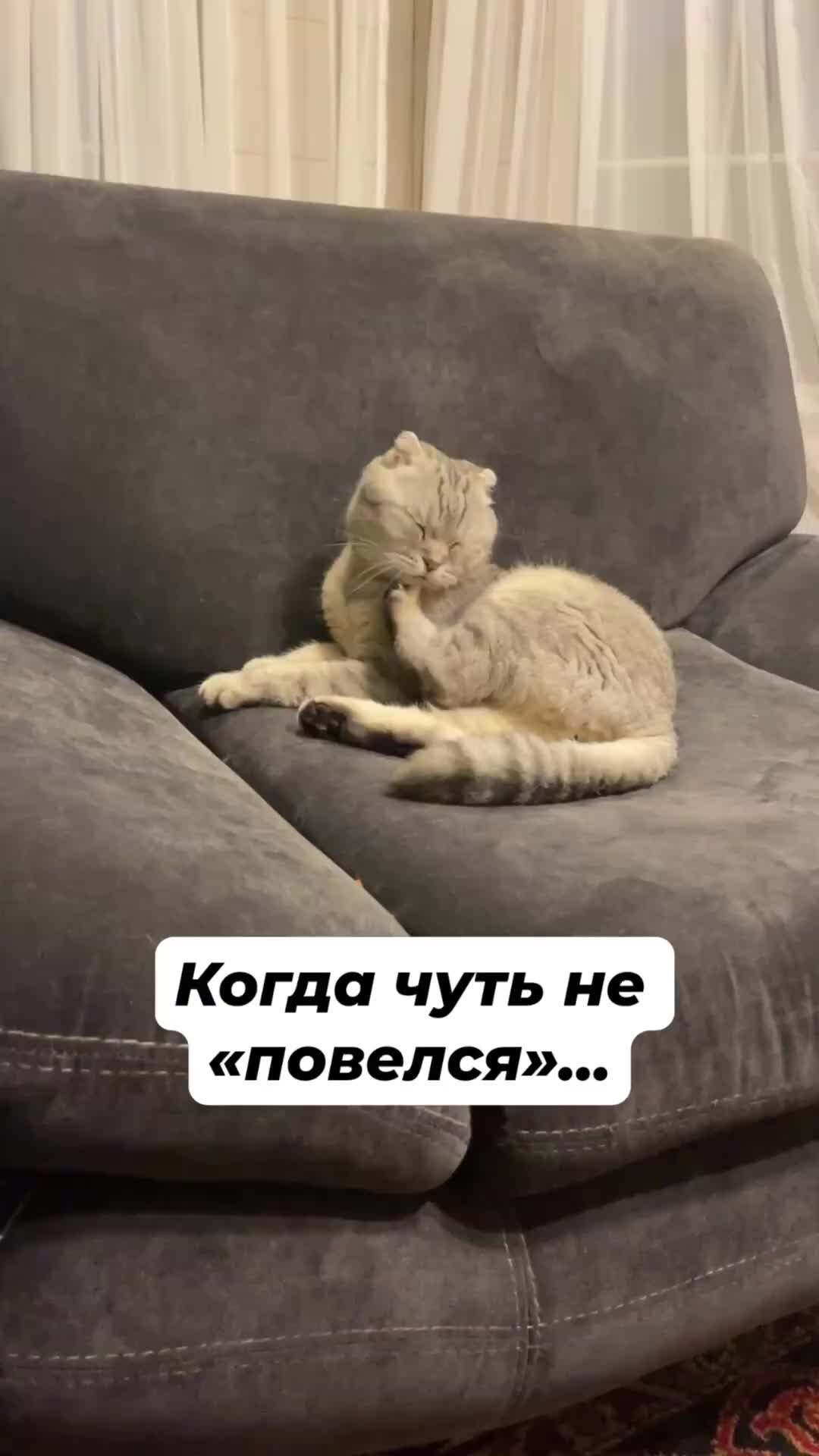 Кот марсик брутальный