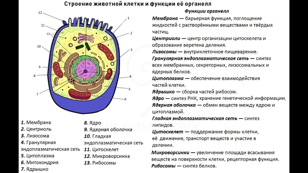 Функциями органоида обозначенного на рисунке вопросительным. Строение клетки органоиды клетки. Функции органоидов животной клетки. Органоиды клетки рисунки и функции. Структура и функции органоидов клетки.