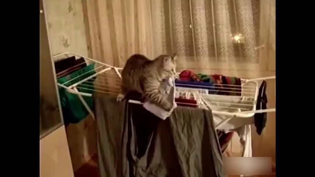 Украл лифчик. Хозяйственный кот. Кошка на сушилки для белья. Кошка развешивает белье. Кот вешает белье.