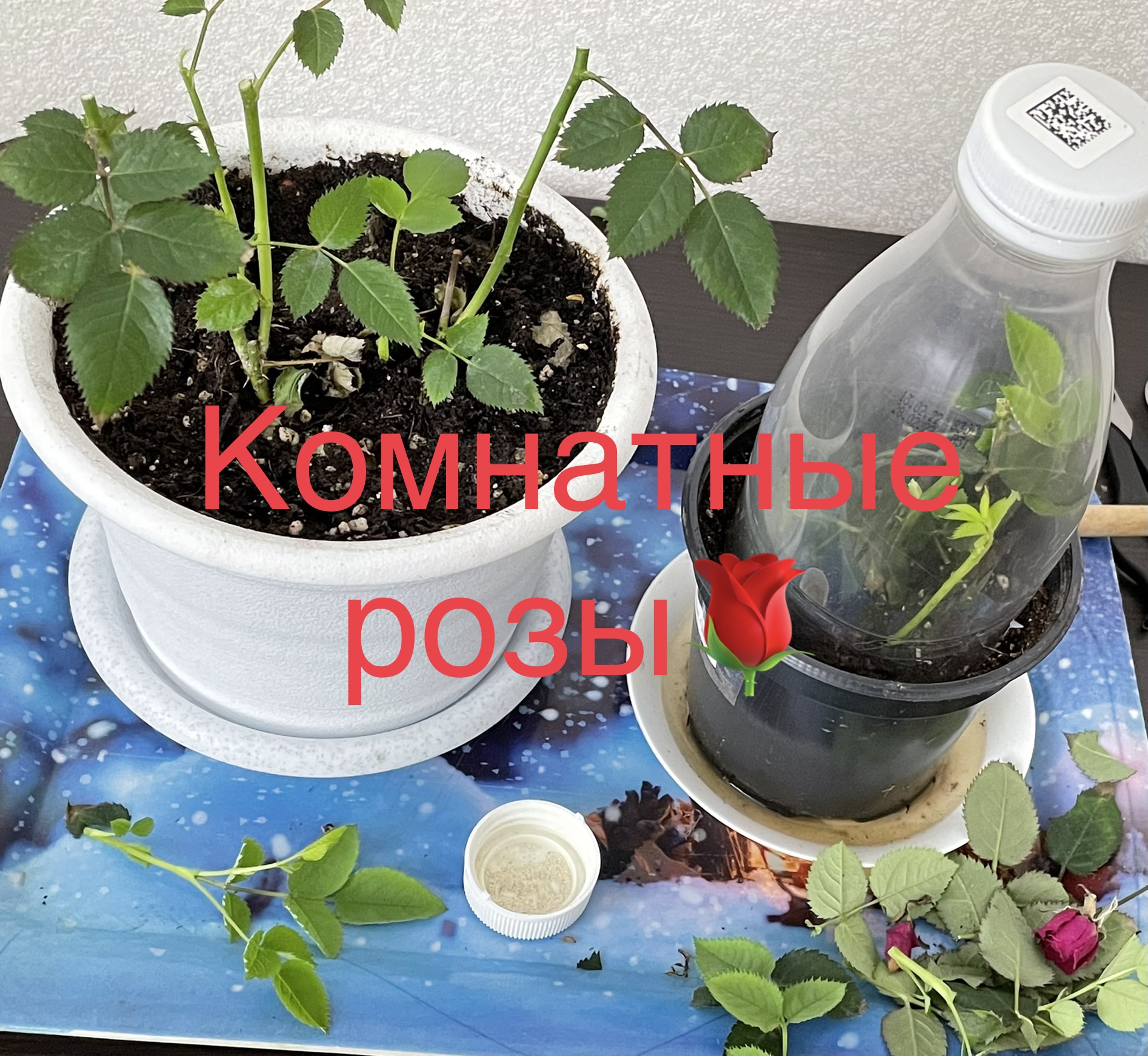 Как сохранить розы в вазе