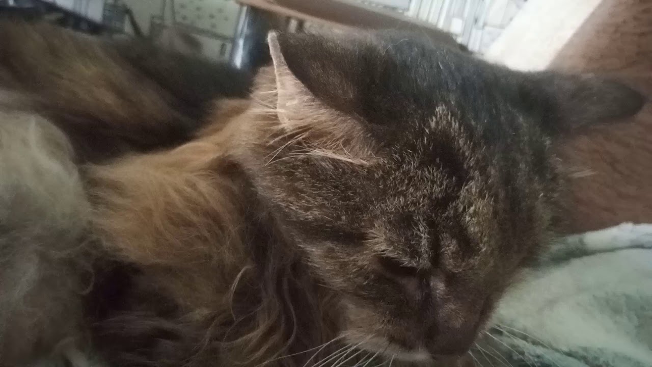 Смерть кошки от старости. Мертвый от старости кот. Мертвый от старости кот. Кот и ума. Старость у кошек симптомы.