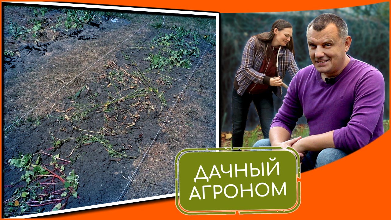 юлия петровна агроном. кусты с ягодами для дачи. дачный агроном перцы. союз органического земледелия сувениры. дачный агроном.