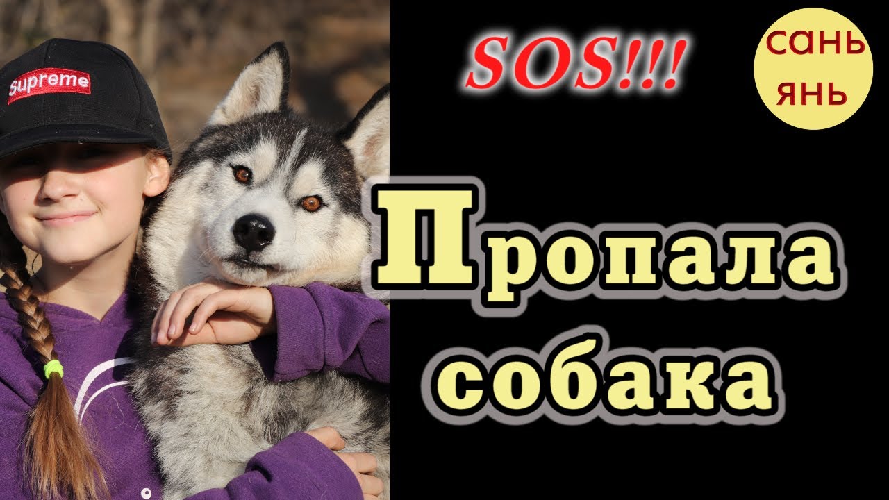 Включи песню собака. Пропала собака караоке. Сань Янь. Песня караоке про собаку. Щенки песни
