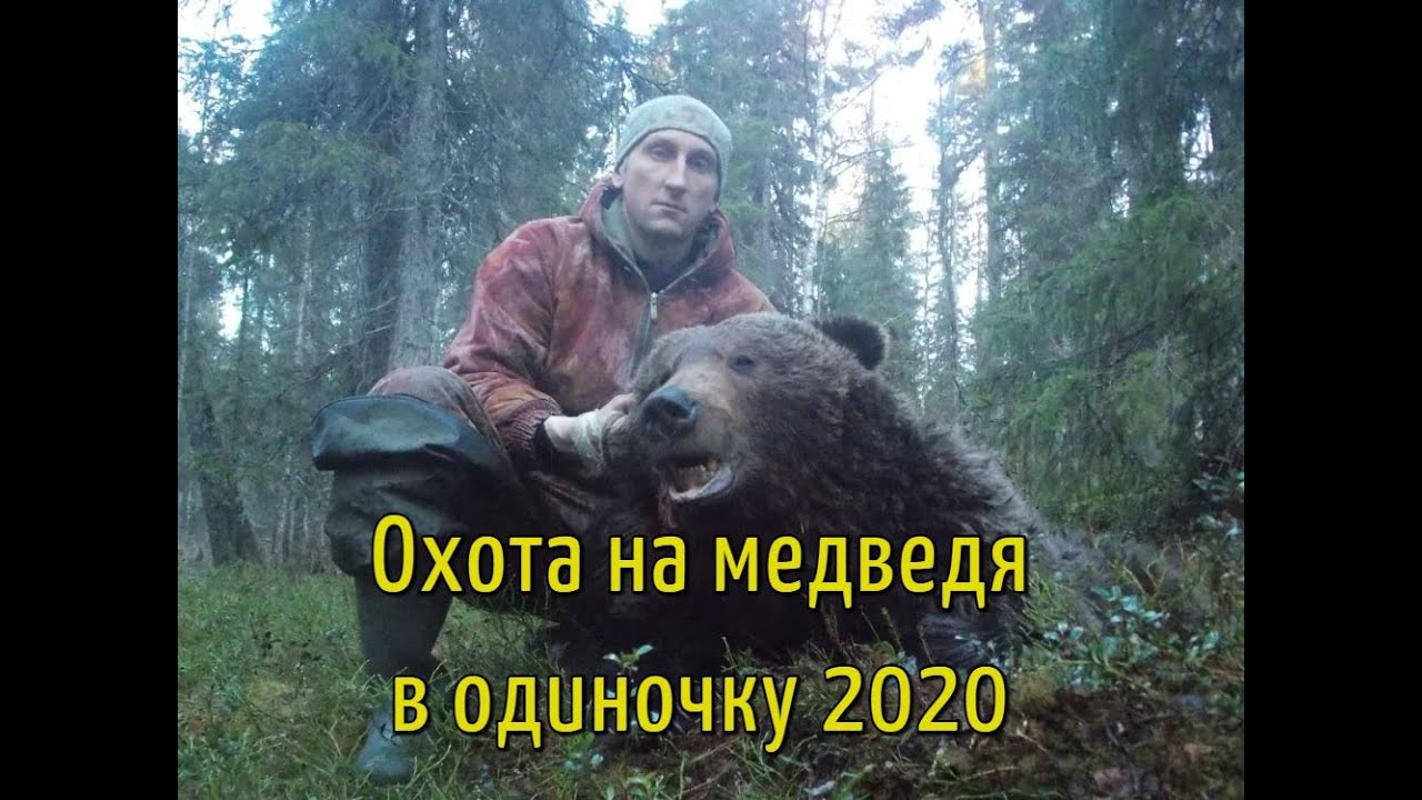 Медведь ошибок. Гризли 2015. Медведь сторож дворца. Медведь ошибок. Медведь за рулем машины.