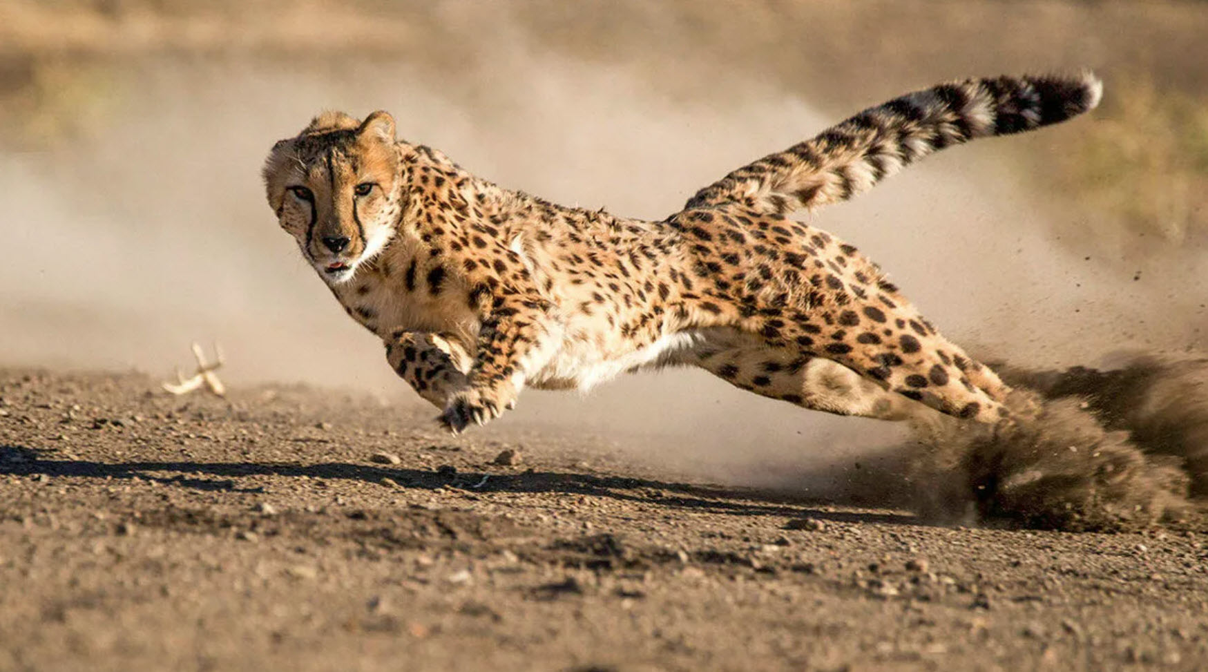Гепард в беге. We can run very fast перевод. Суперхищники гепард. Гепард в беге. A cheetah run very fast 5 класс.