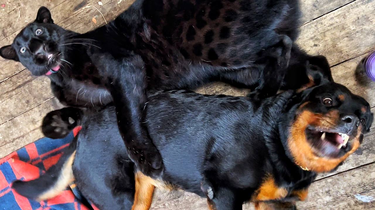 кто сильнее пантера или ротвейлер