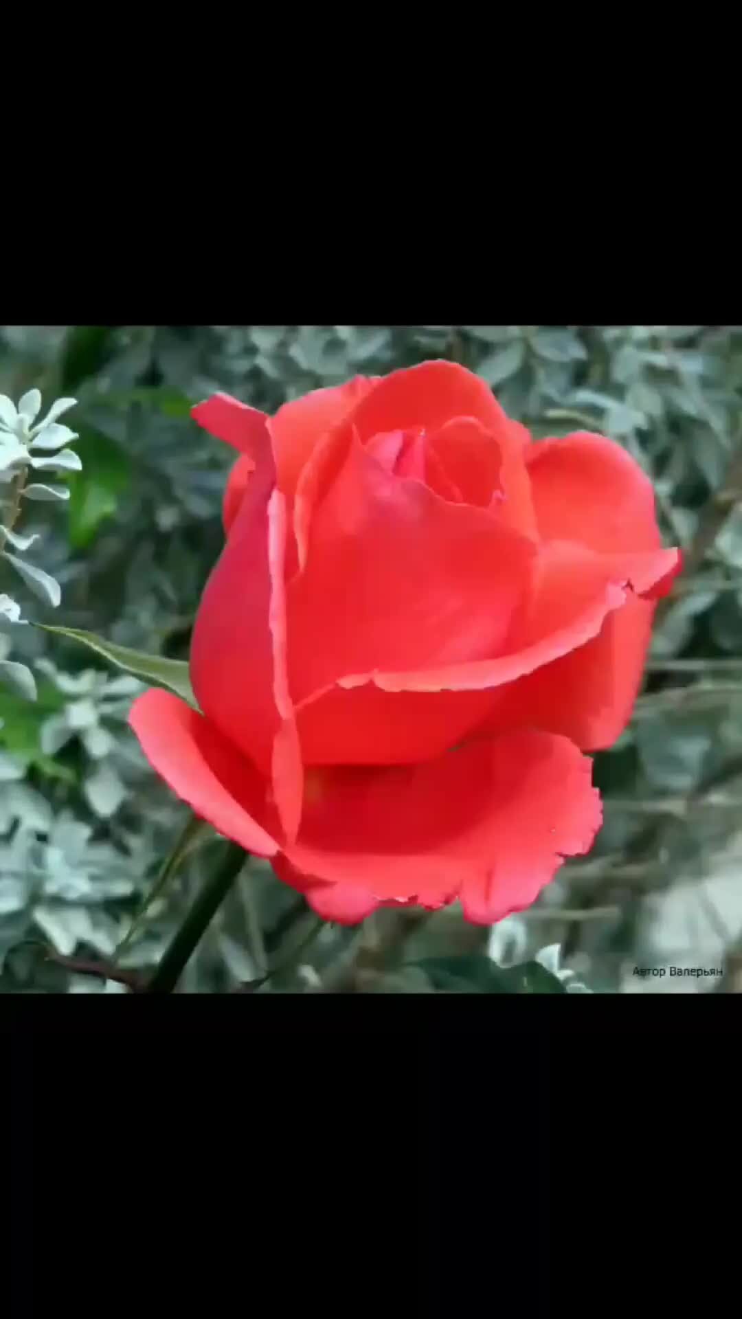 лоя - «розы тёмно-алые», 2011. миллион алых роз французы поют. исполнение миллиона алых роз. миллион роз текст песни. песня алые розы поет.