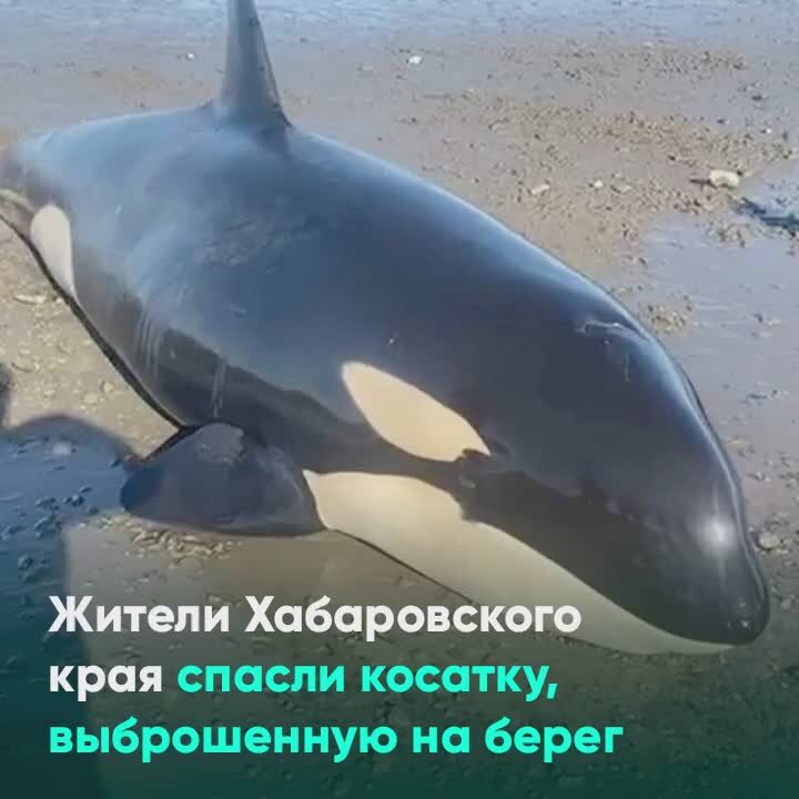Спасение косаток на камчатке. Спасение касатки. Касатка выбросилась на берег. Спасли касатку. Касатка плачет.
