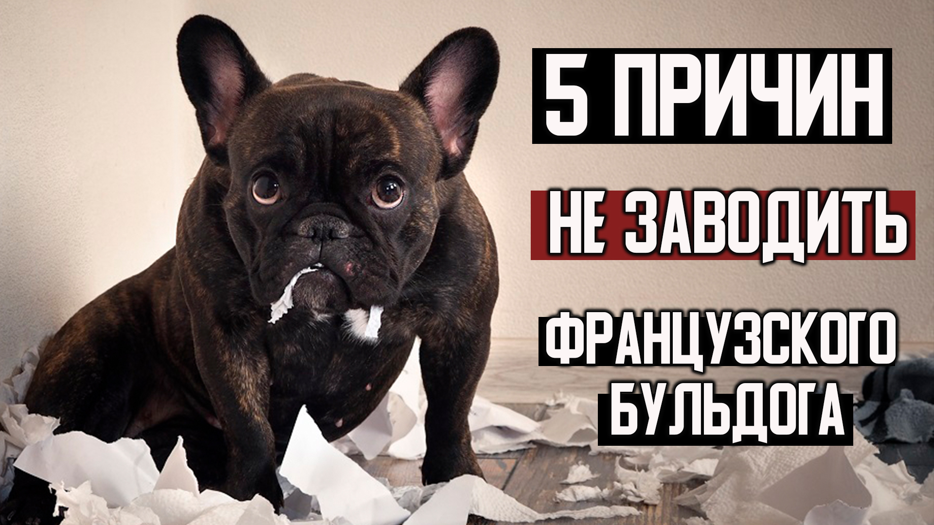 Смешные французские бульдоги видео