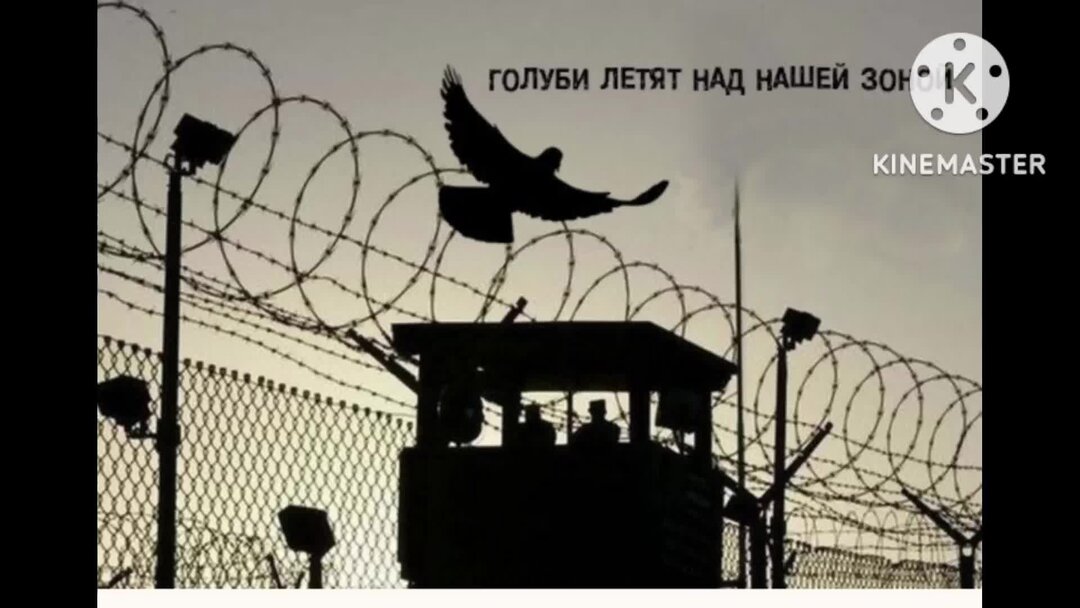 Голуби над нашей зоной. Голуби над зоной. Голуби летьат наднашей зоной.