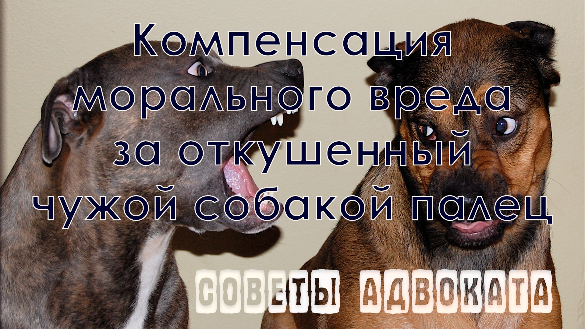 Собака с рублями. Исковое заявление на хозяина собаки укусившей ребенка. Моральный вред за укус собаки. Заявление об укусе бездомной собаки образец. Моральный вред за укус собаки.