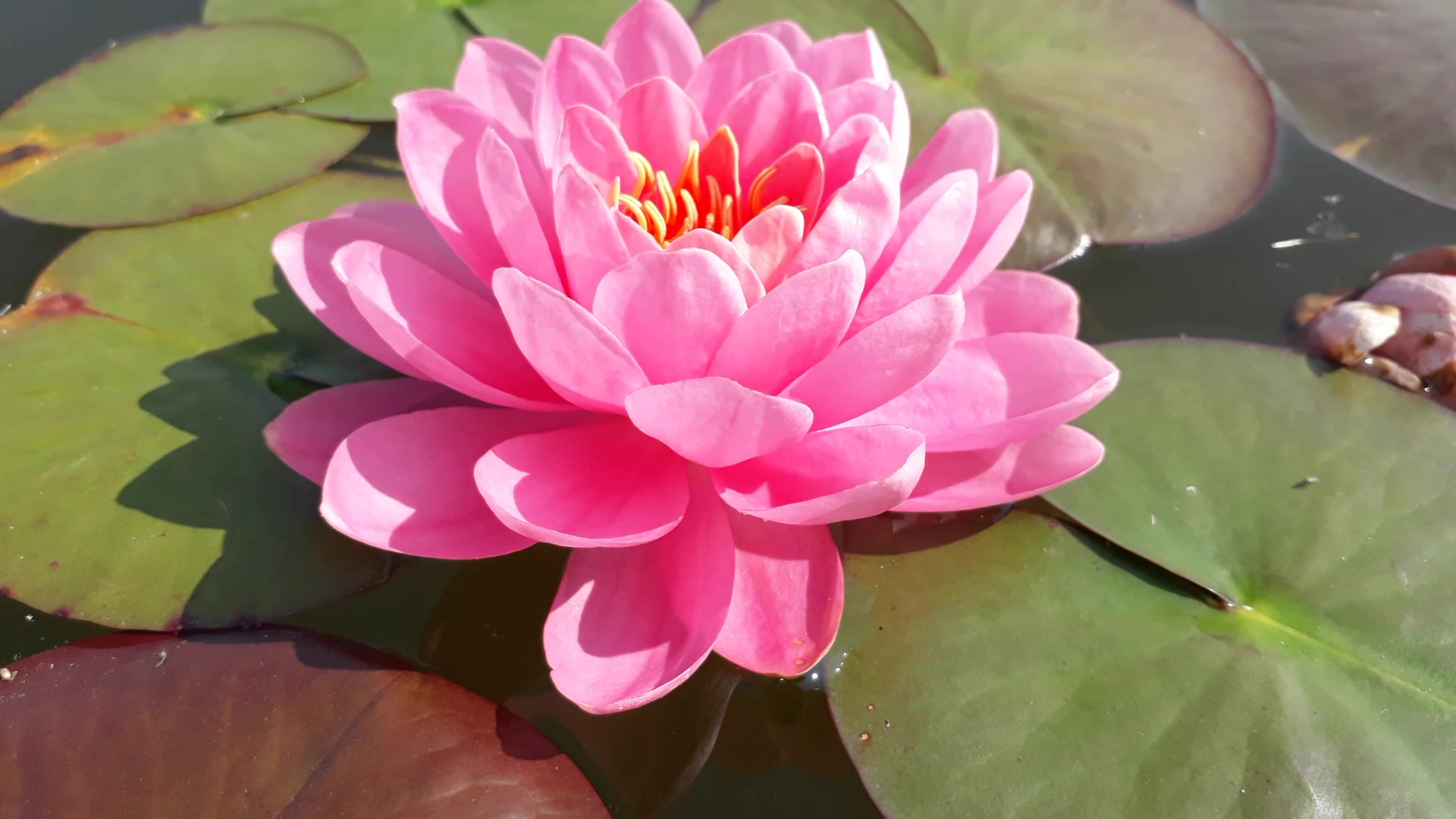 пион синий сапфир. пион древовидный koshinoyuki. лотос пион индия. пион водяная лилия. пион нимфея.